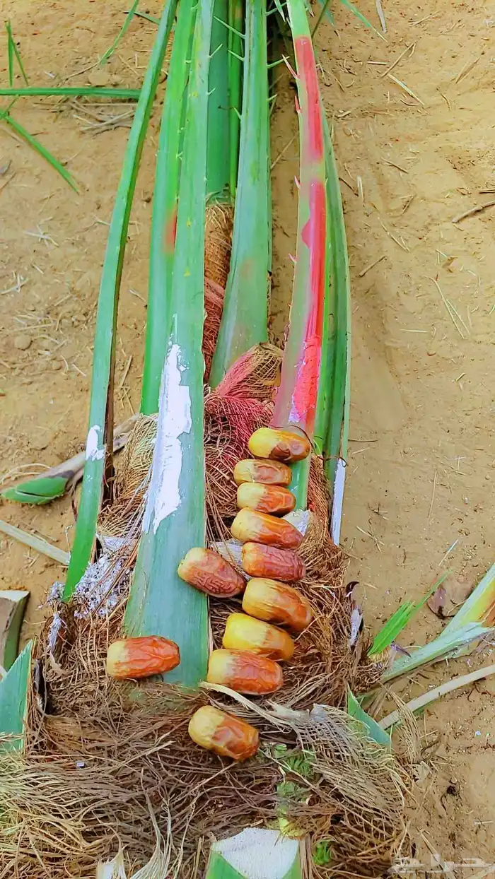 نخيل 3