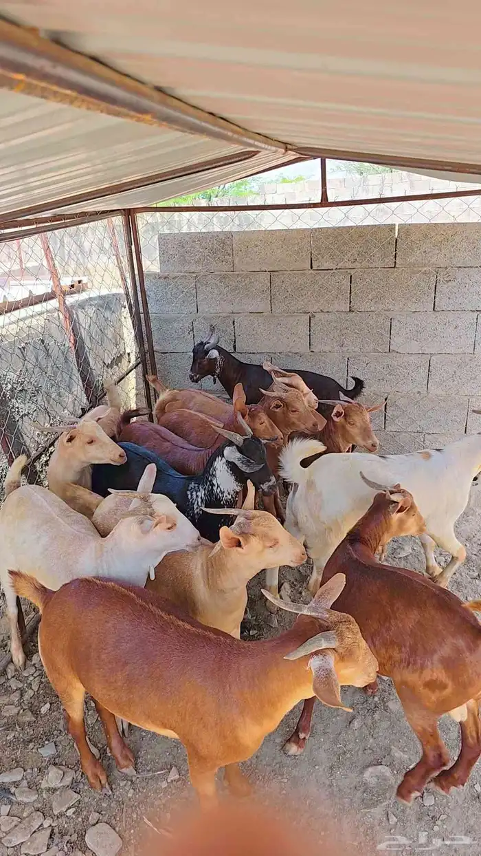 مشاء الله تبارك الله تيوس جذعان مخصى شرط نظافة العدد 12 1