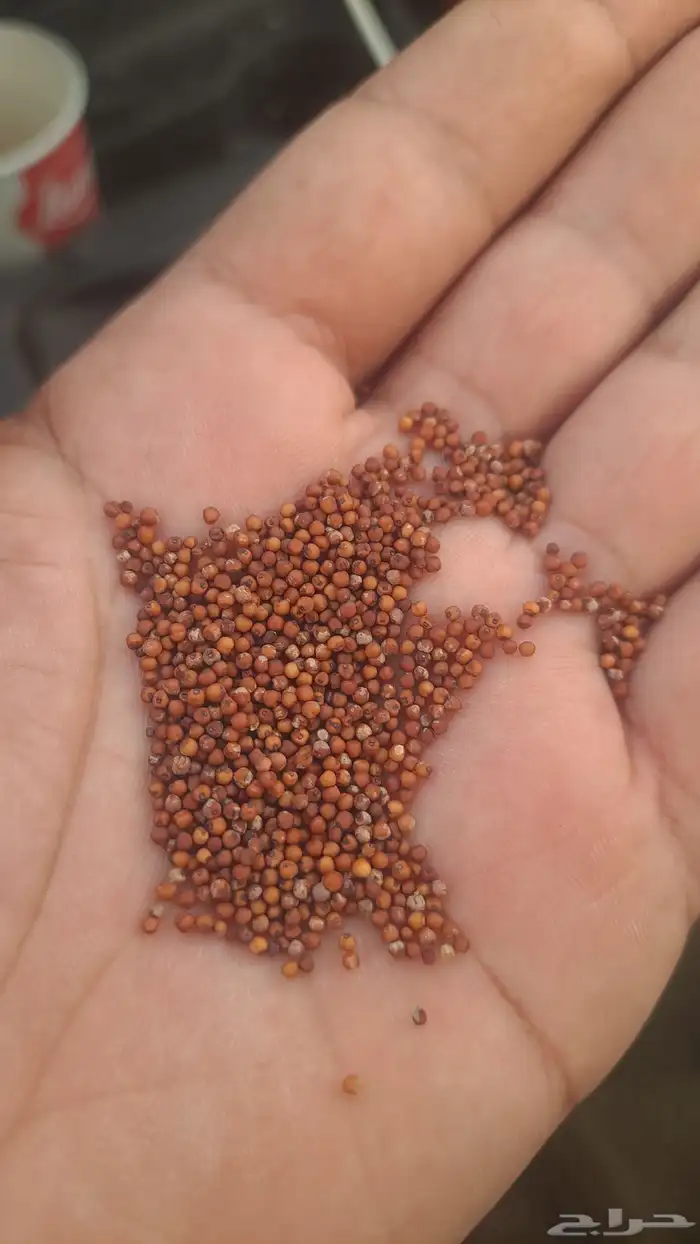 قمح دكسه دقسه 0