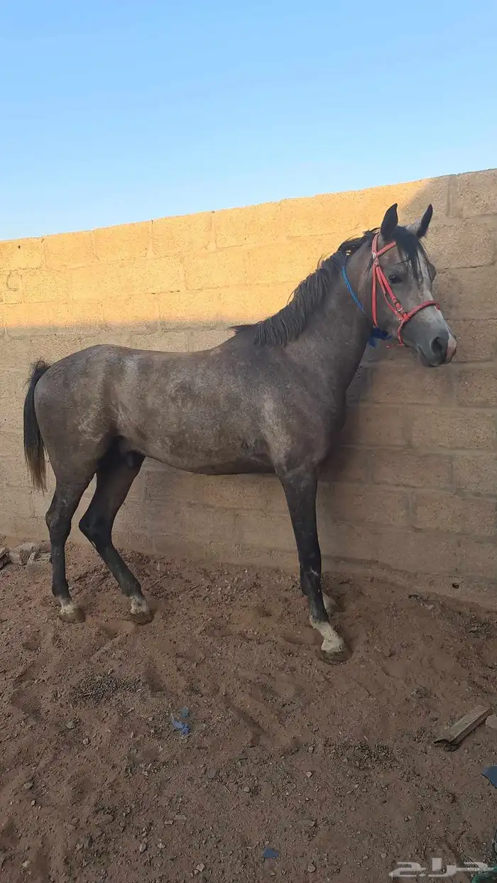 حصان شعبي فاخر 1