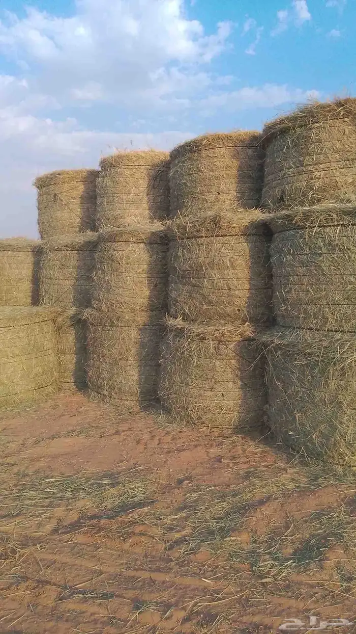 السلام عليكم ورحمه الله لفات رودس جديد ناعم طيب المذنب 1