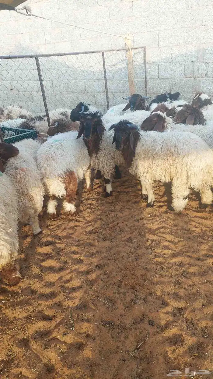 غنم نعيمي بلدي 2