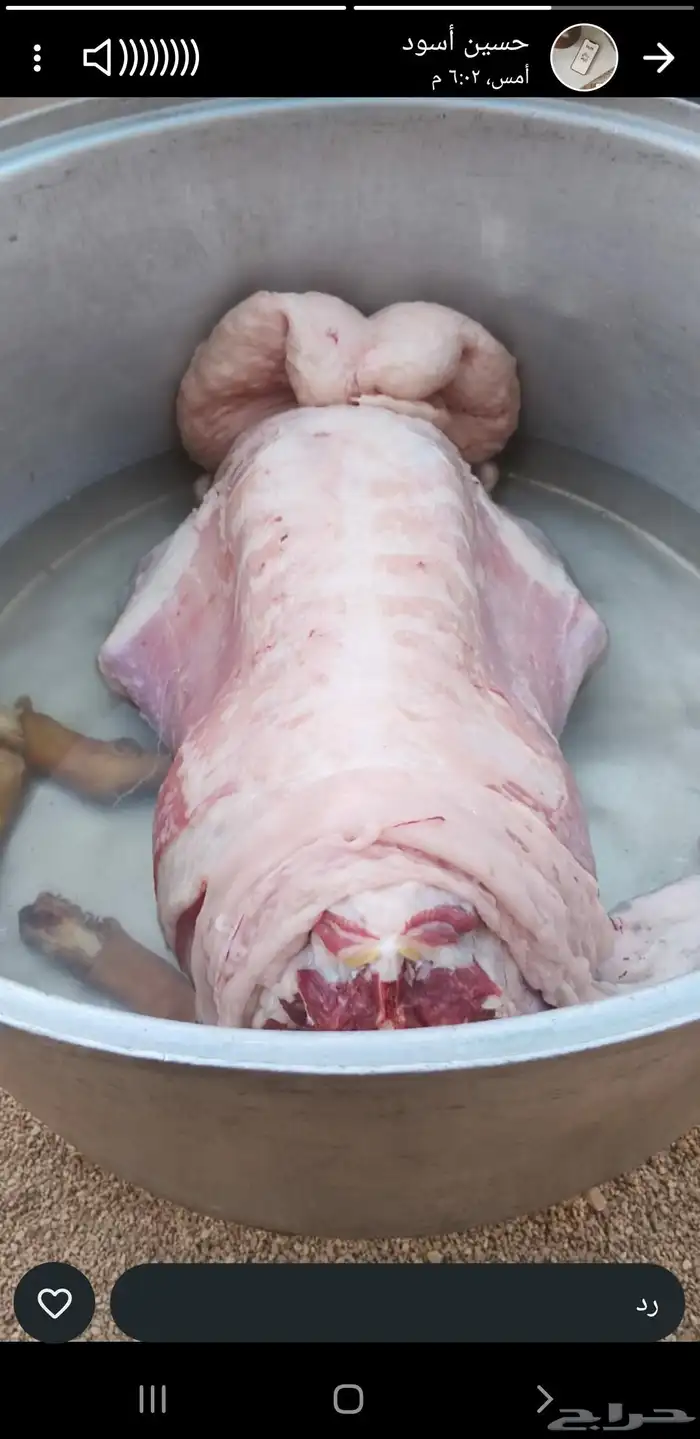 طباخ براتب شهري 3