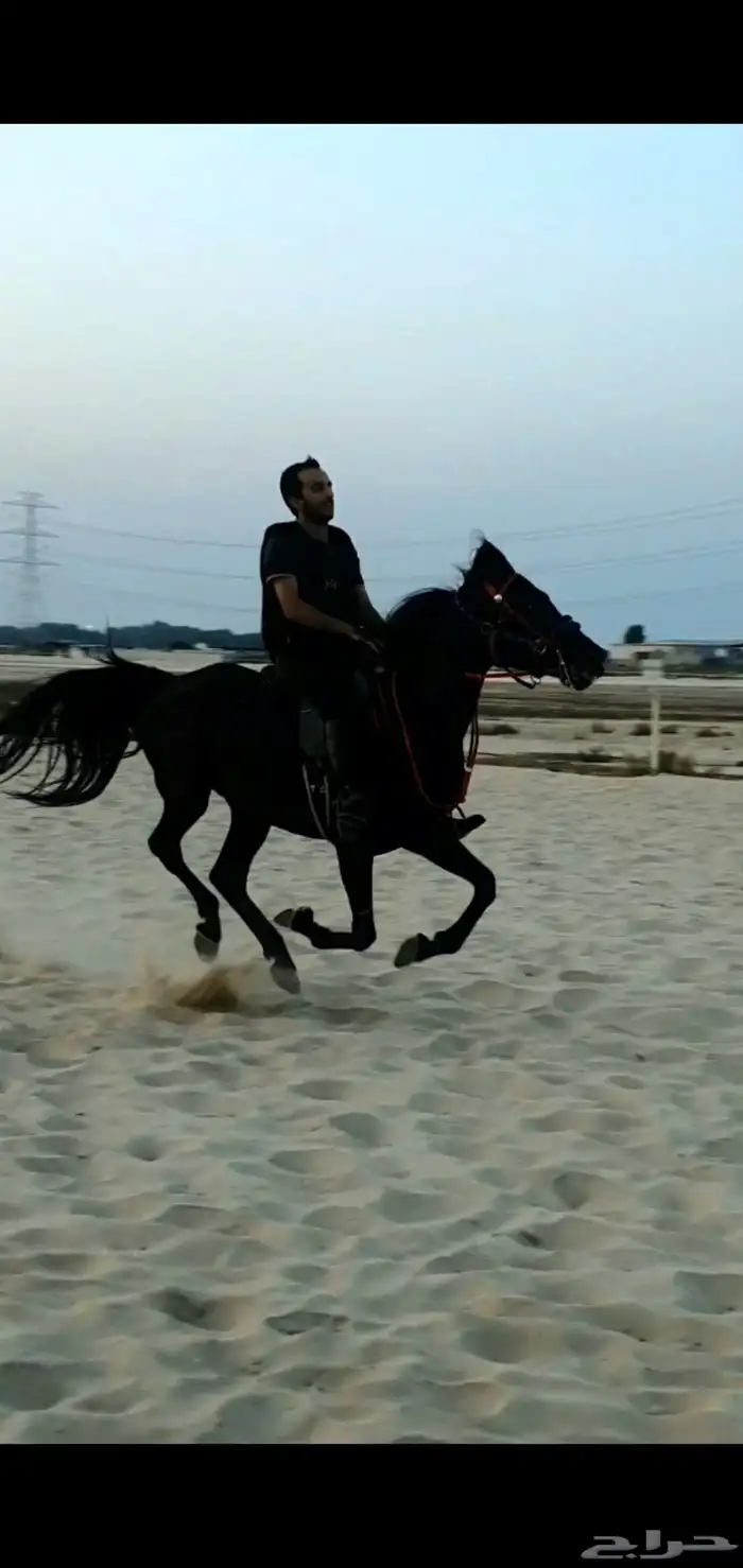 فرس دهماء جزيري شعبي 4