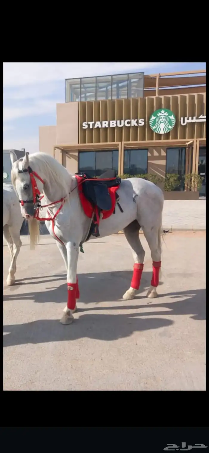 Horses and camels for rent 3