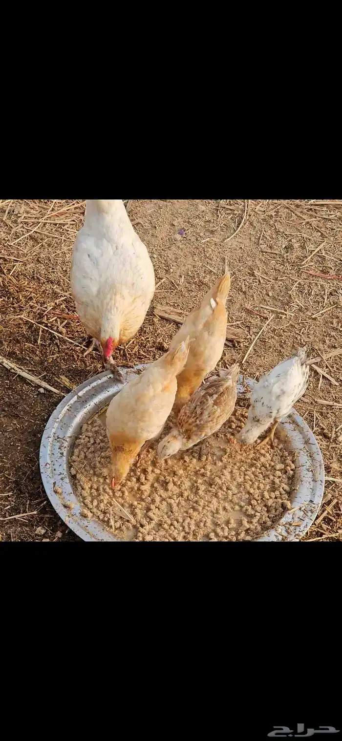دجاجه معها فروخ ودجاجه محضنه 0