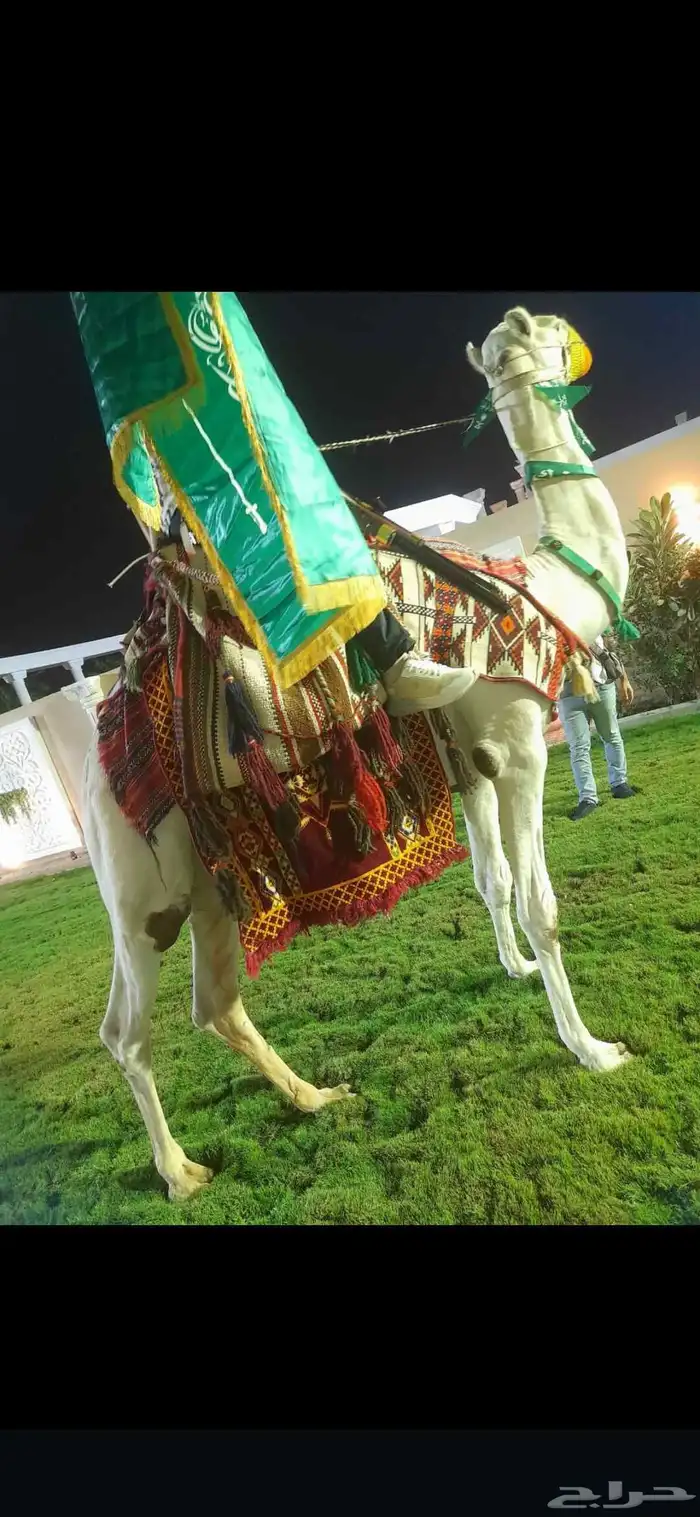Horses and camels for rent 4