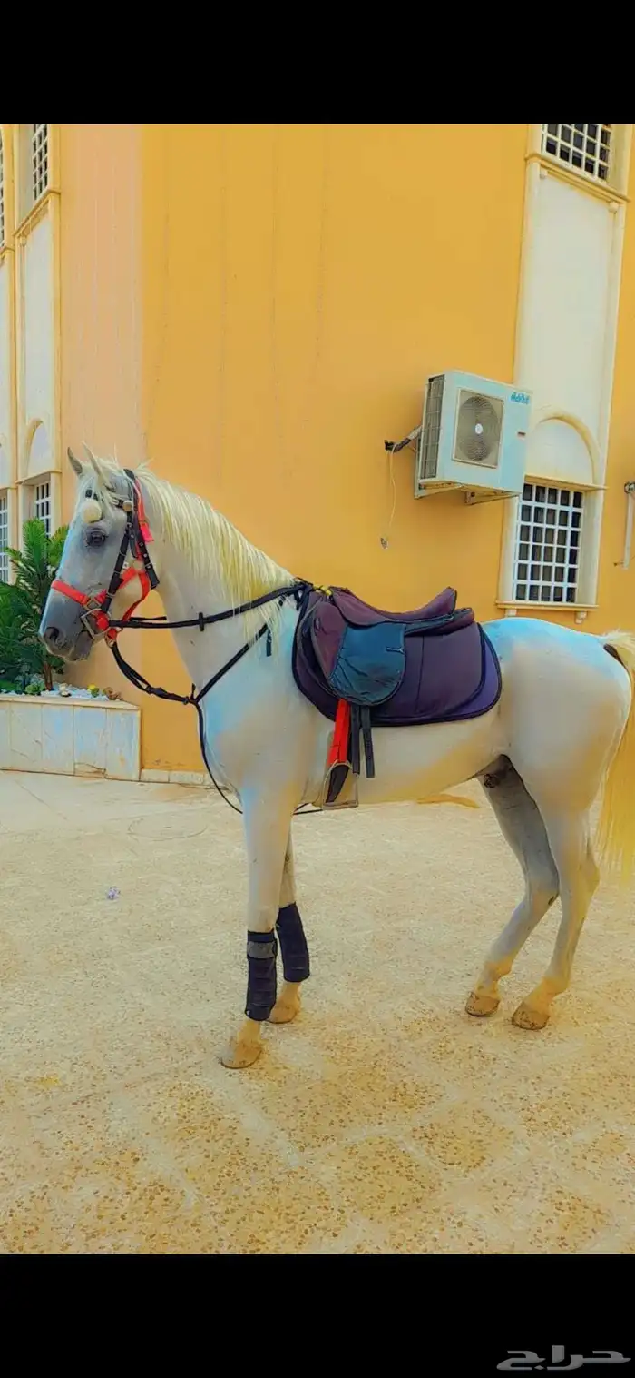 Horses and camels for rent 2