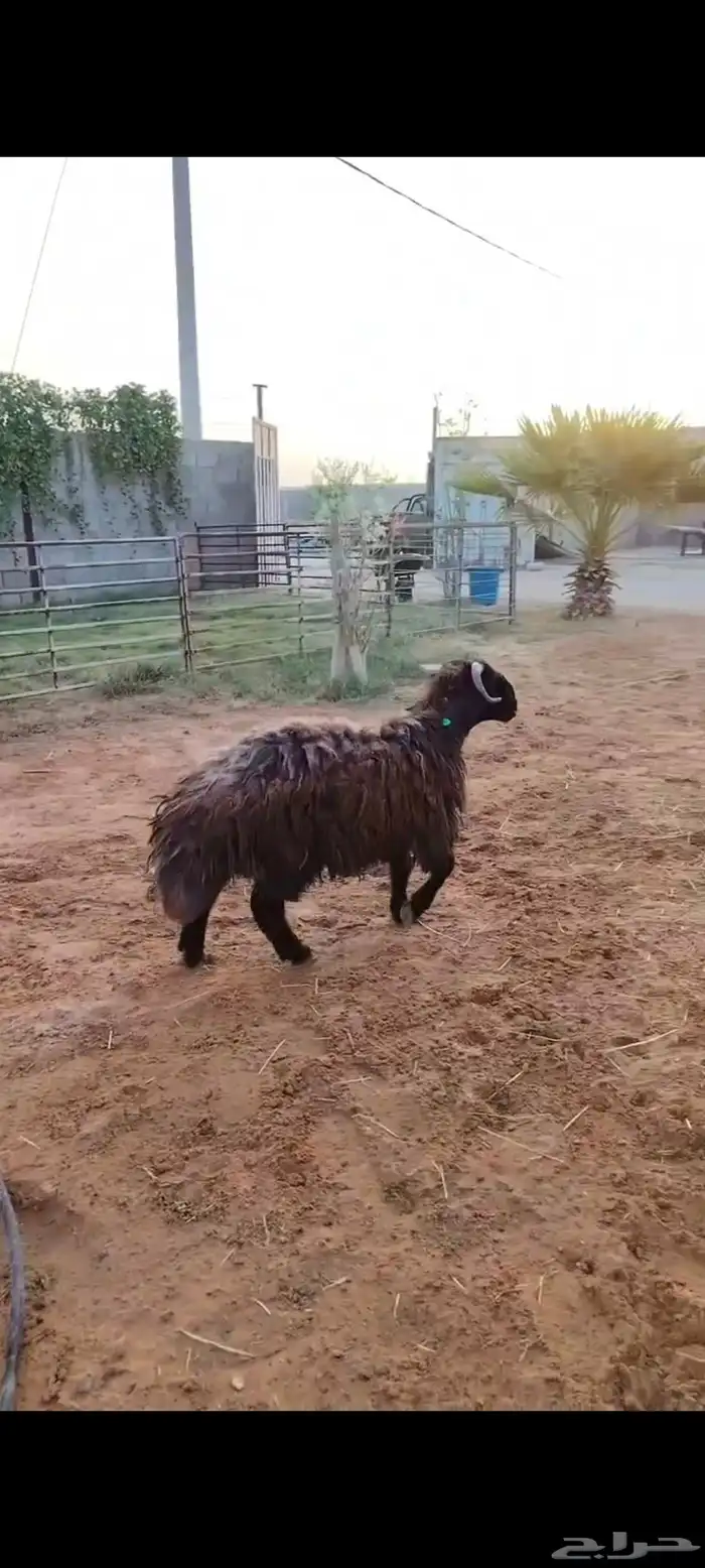 جذع نعيمي اردني ظهر وطرف 9 شهور 2