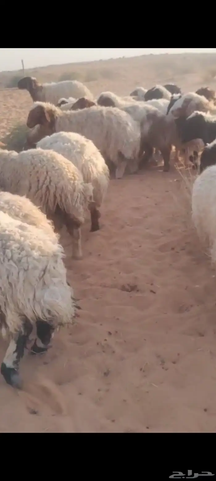 للبيع خلال 3