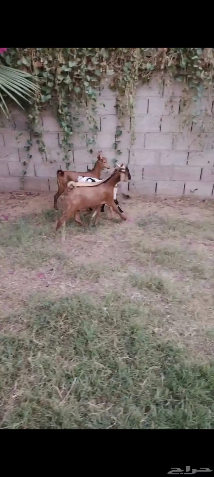 4 تيوس جنوبيات طيبات 1