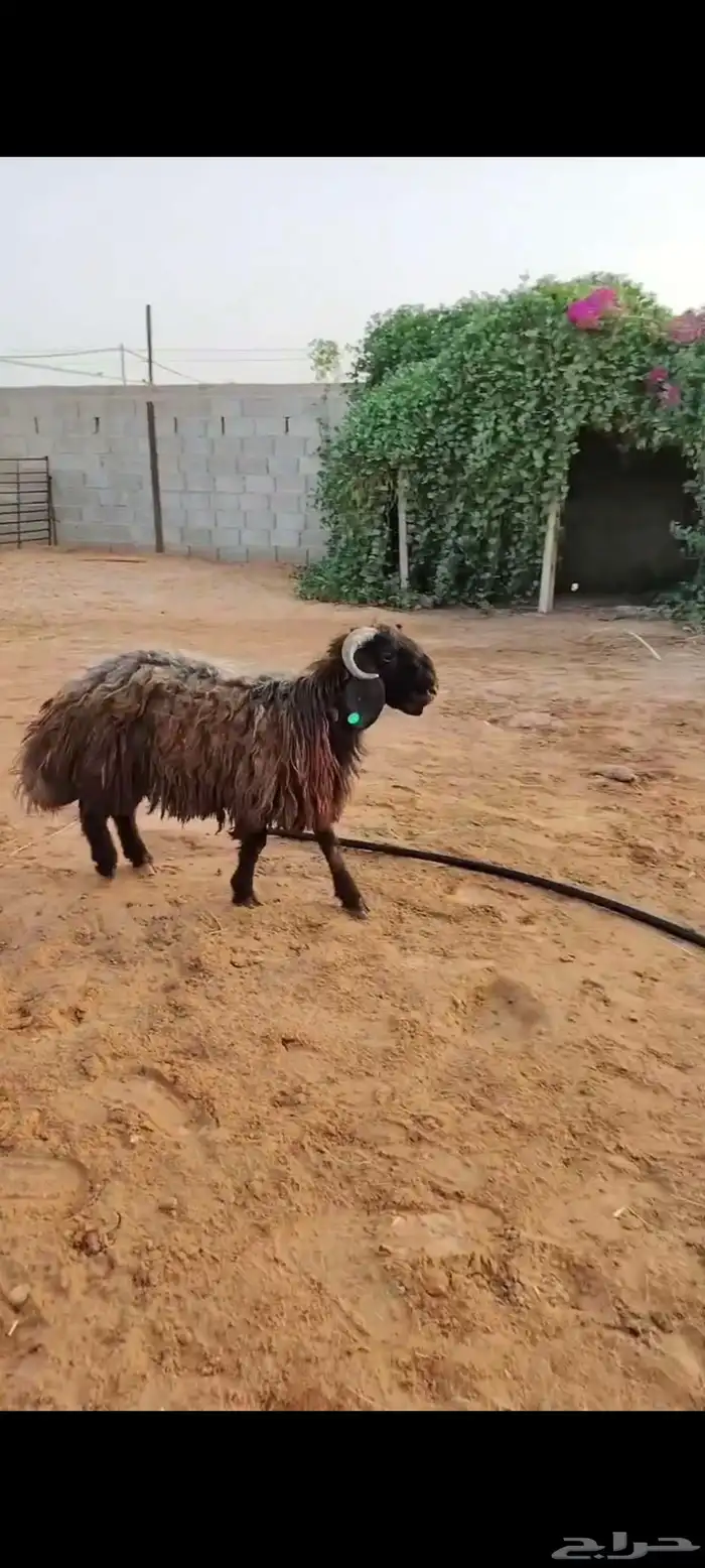 جذع نعيمي اردني ظهر وطرف 9 شهور 0