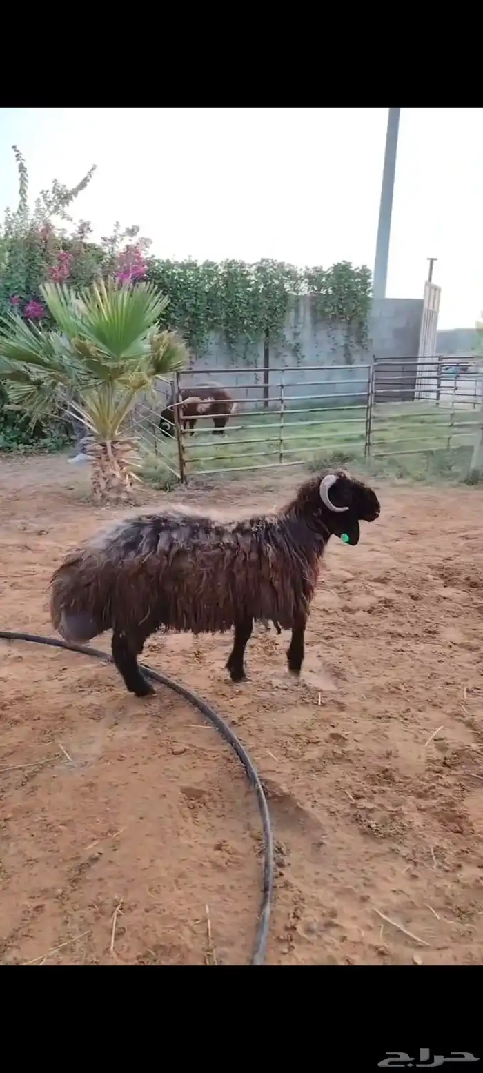 جذع نعيمي اردني ظهر وطرف 9 شهور 1