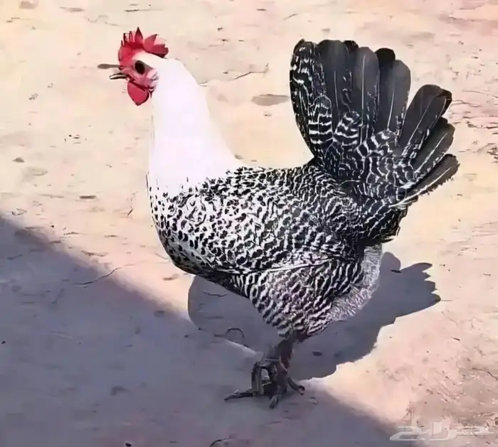 دجاج فيومي و بلدي و يبيض 1