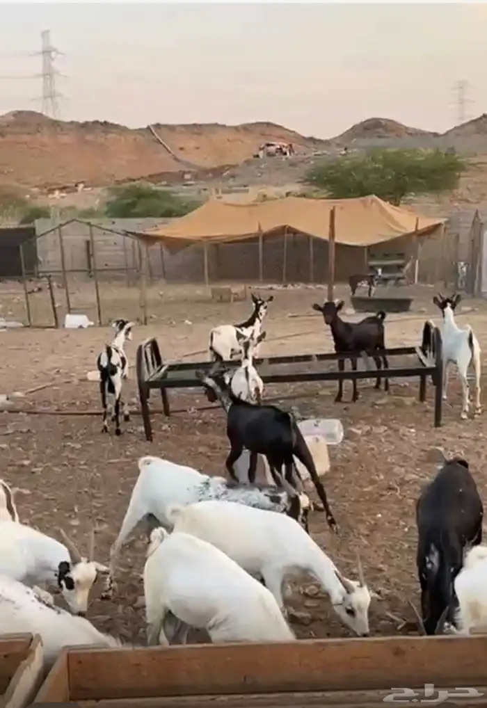 تيوس مستورده فل شحم ولحم 5