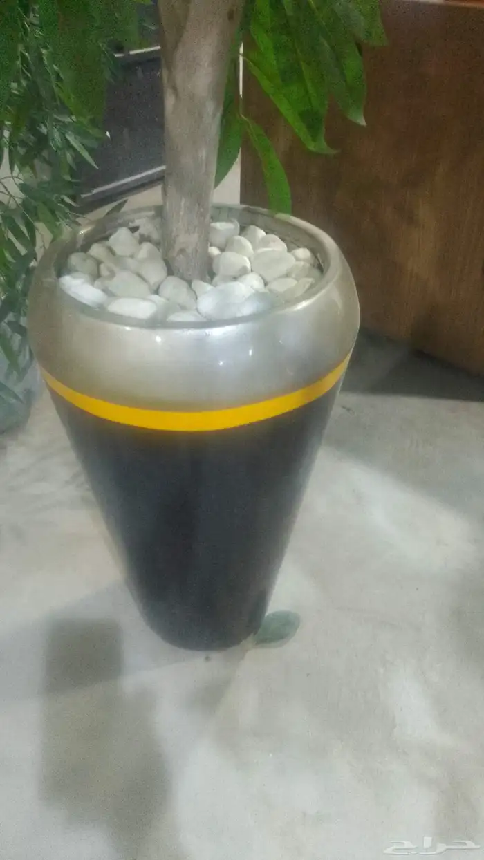 مؤسسة زهرة الخليج الزراعية نجران -دحضة 3