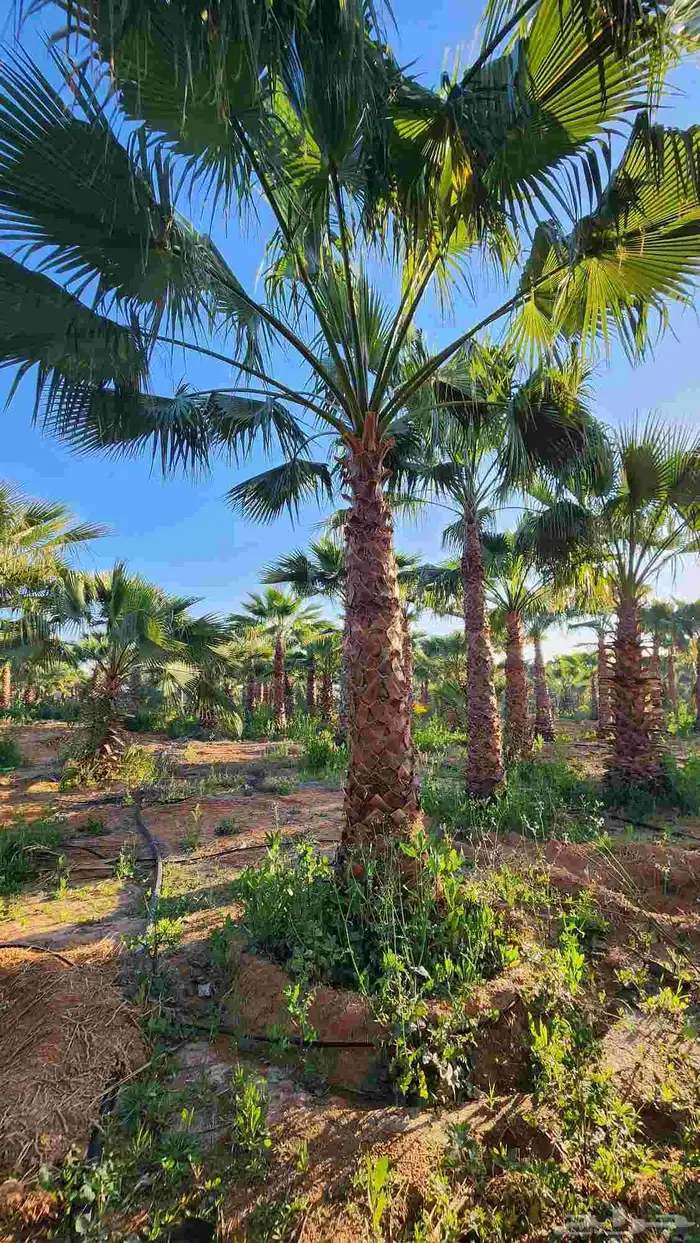 نخل واشنطني للبيع نخل زينه واشنطن 3