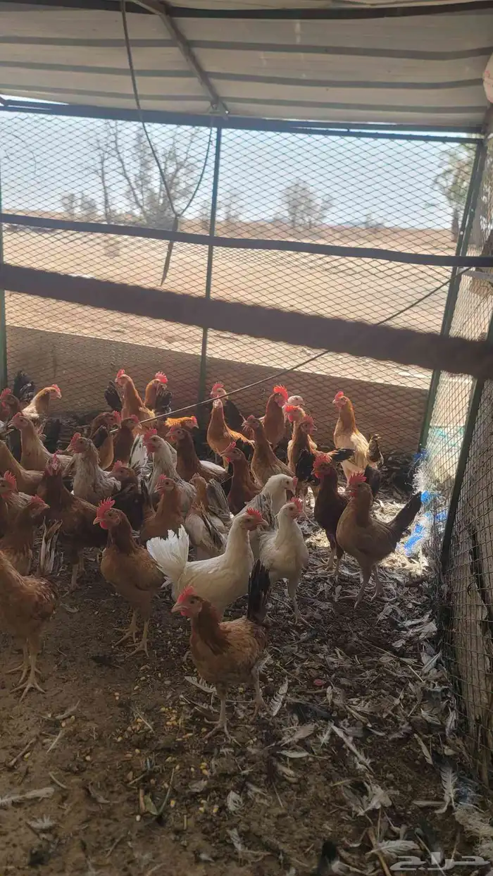 يوجد ديوك بلدي 2