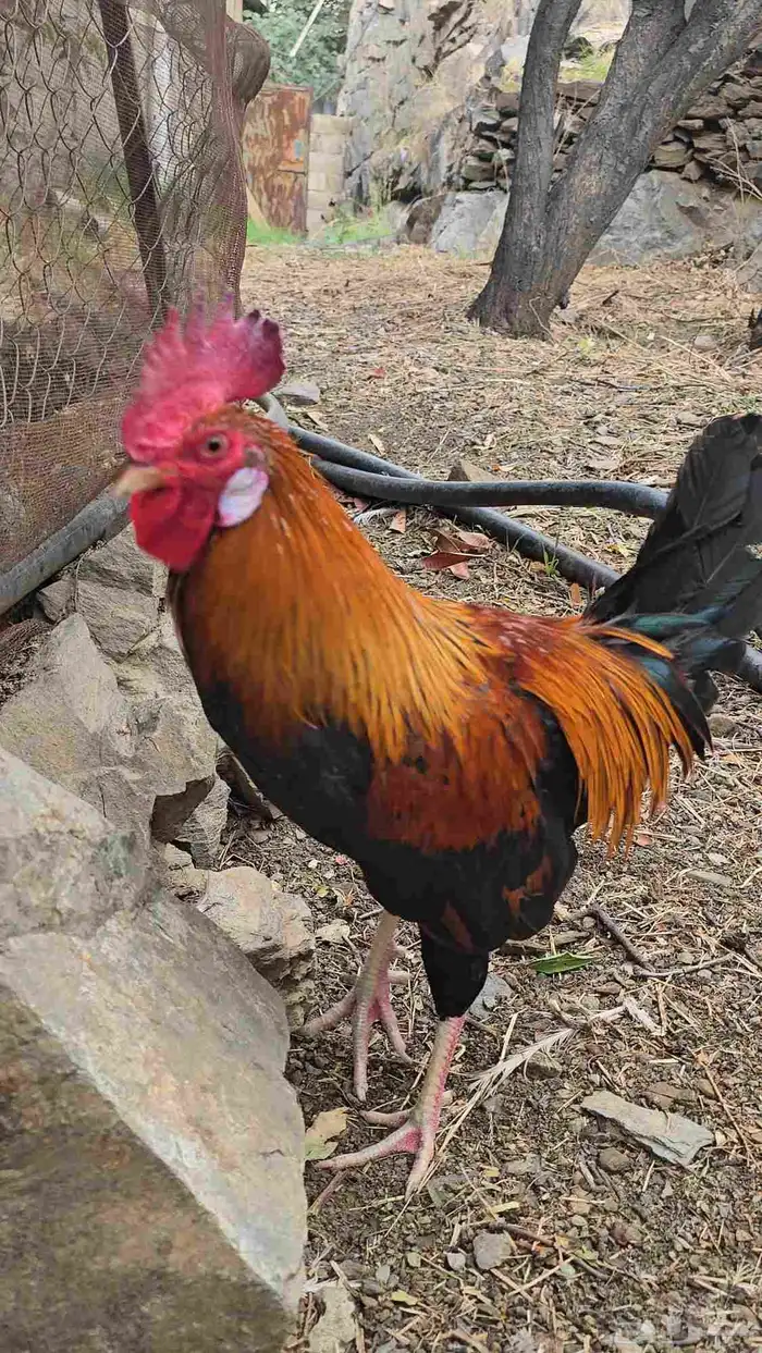 ديك عربي صنف 1