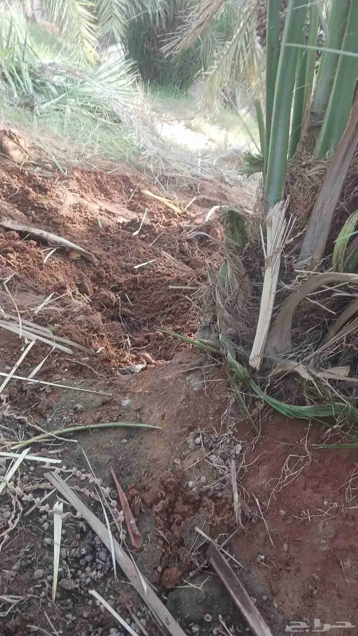 يوجد لدينا جميع انواع النخيل المثمرة وزينه 6