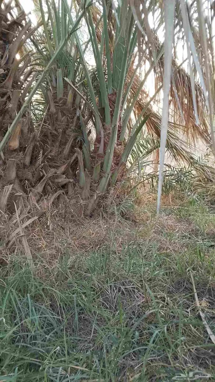 فروخ طيبه 4