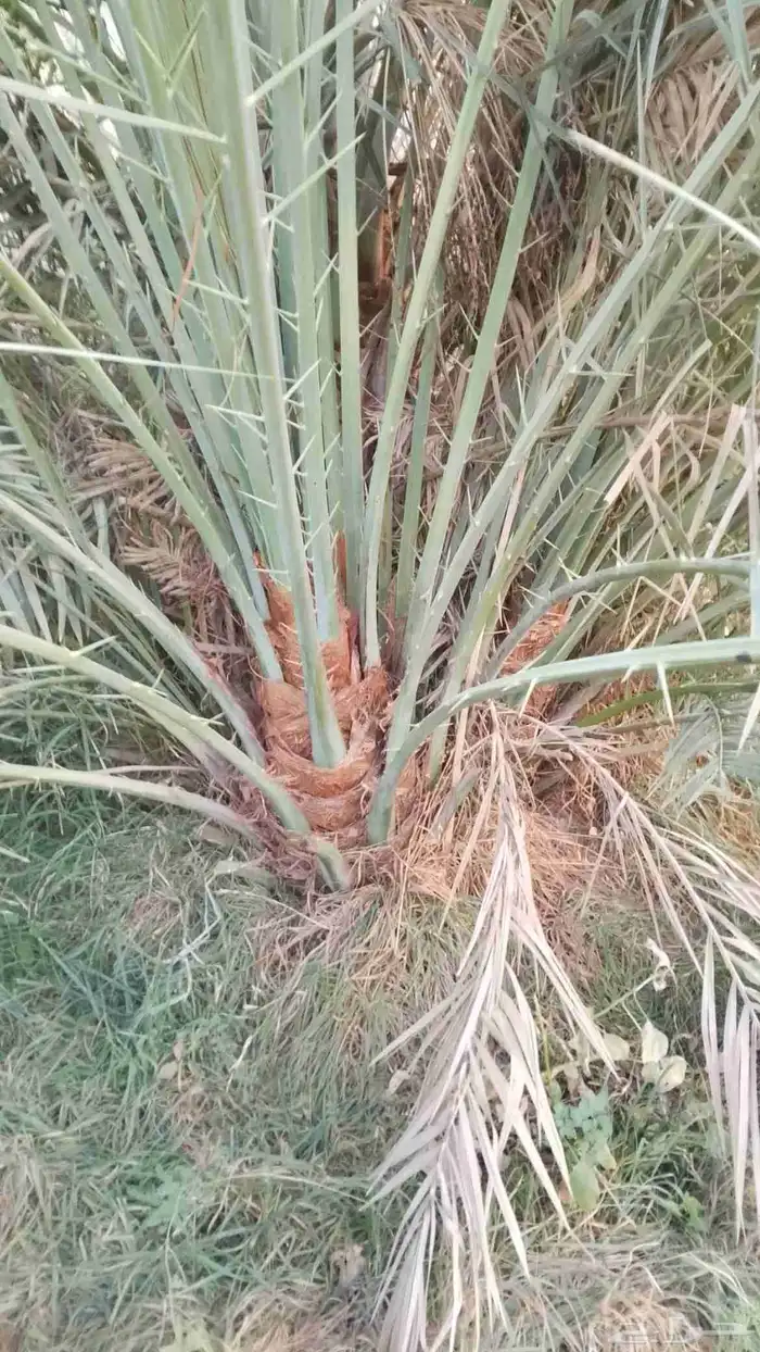 فروخ طيبه 1