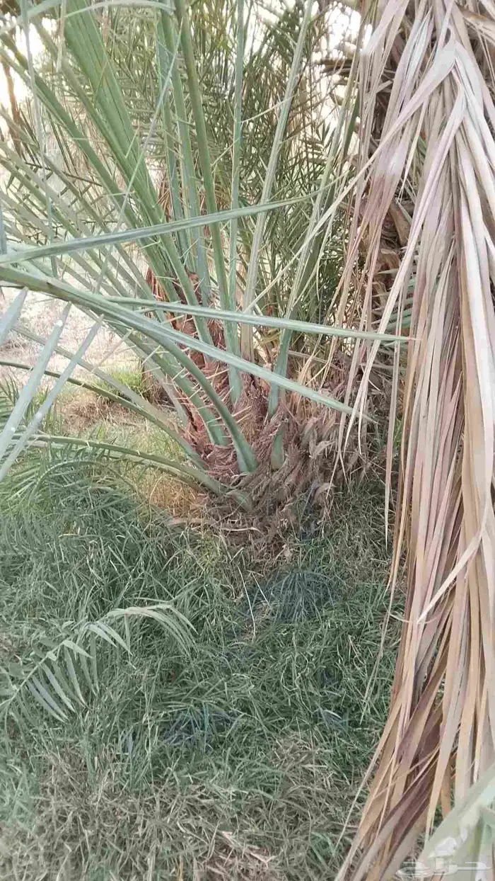 فروخ طيبه 3