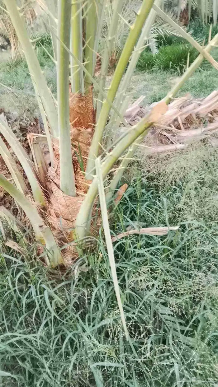 فروخ طيبه 0