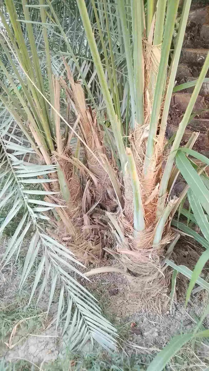 فروخ طيبه 2