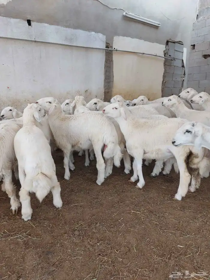 ذبايح طبخ مع التوصيل وذبايح ثلاجة مع التغليف 4