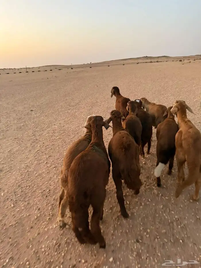 سواكن 3