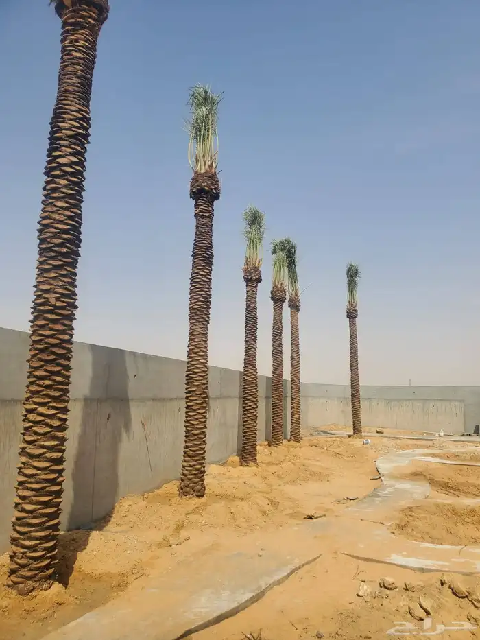 لبيع وشراء جميع انواع. النخيل فروخ وجثايث عربي وواشنطني 3