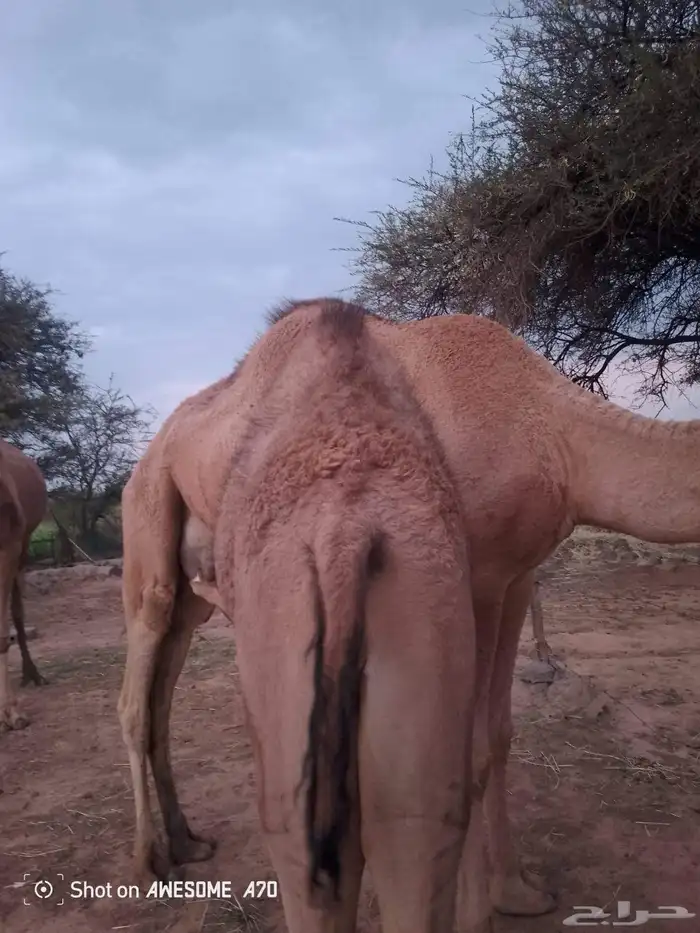 قعودين على حليب امهاتها 6