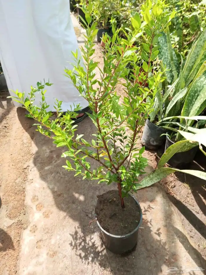 تنسيق حدائق وزراعه النخل والاشجار 7