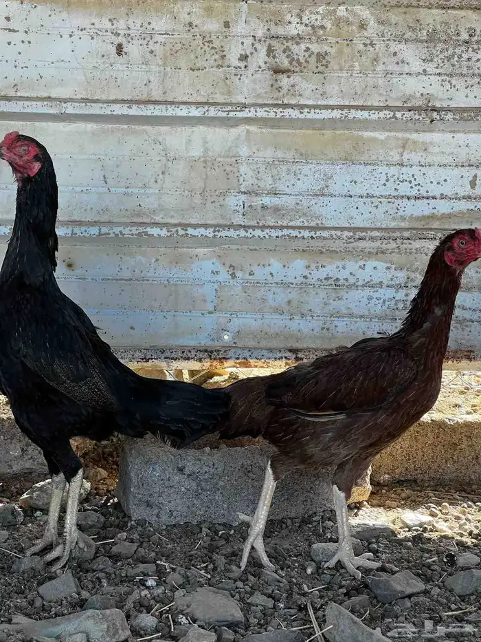 دجاج باكستاني سندي 1