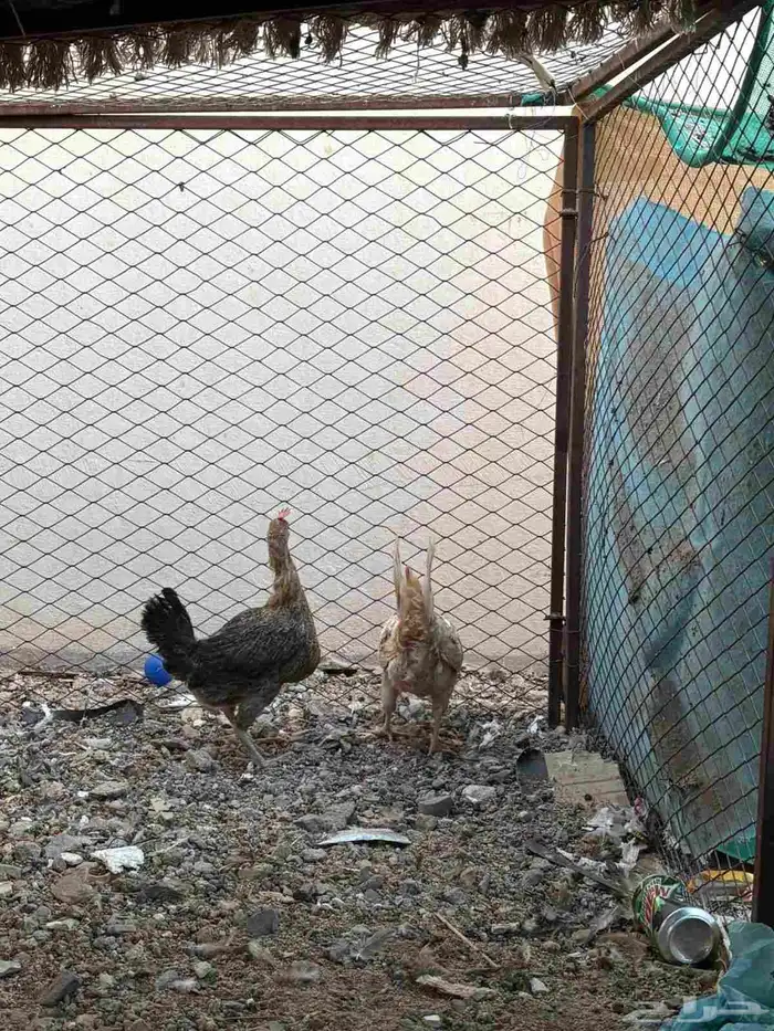 للبيع دجاج 2