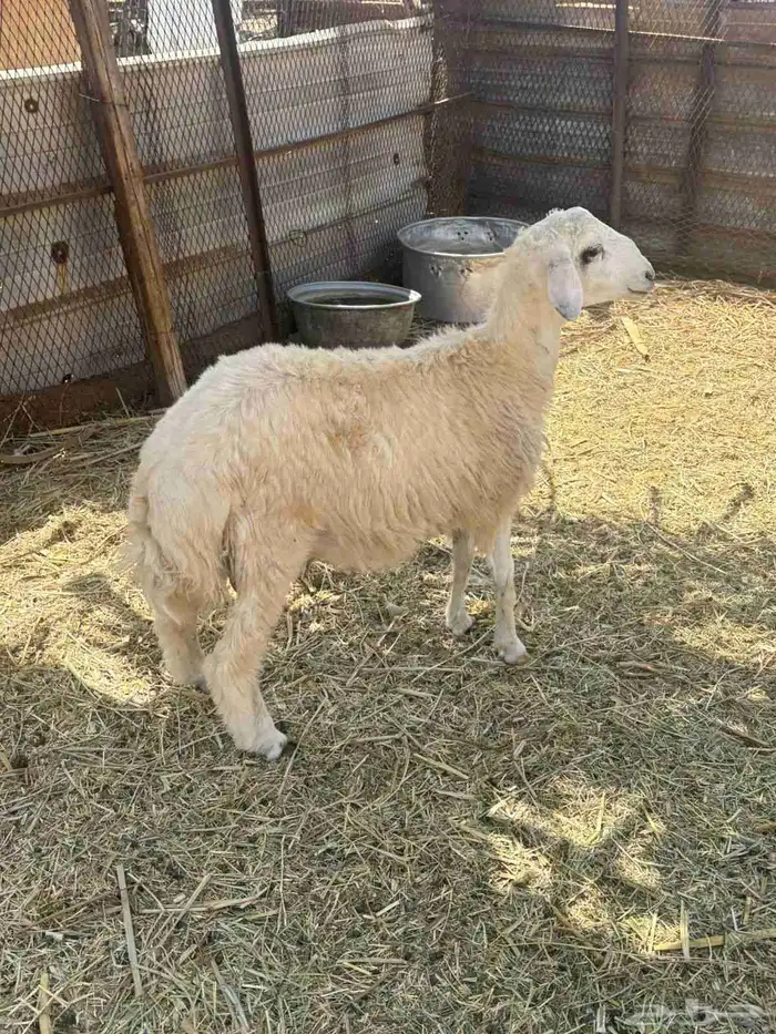 طلي للبيع 2