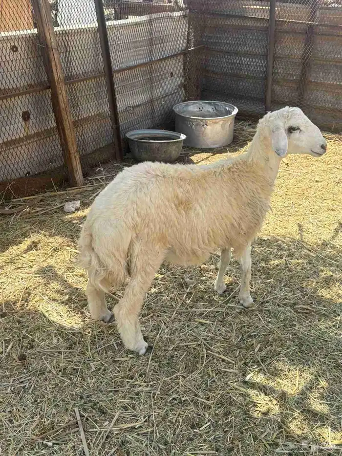 طلي للبيع 1