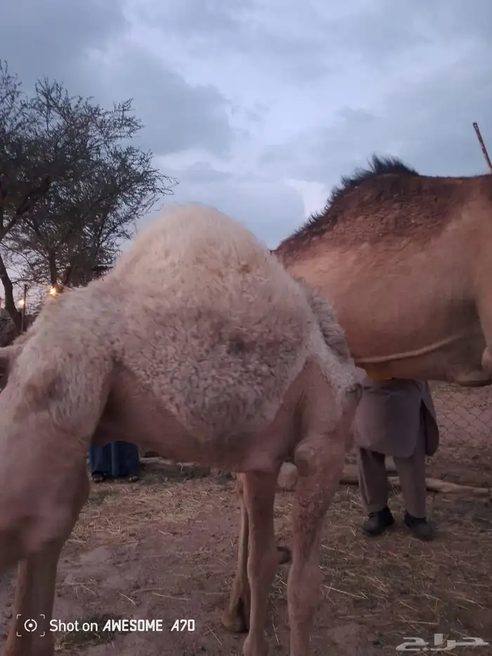 قعودين على حليب امهاتها 5