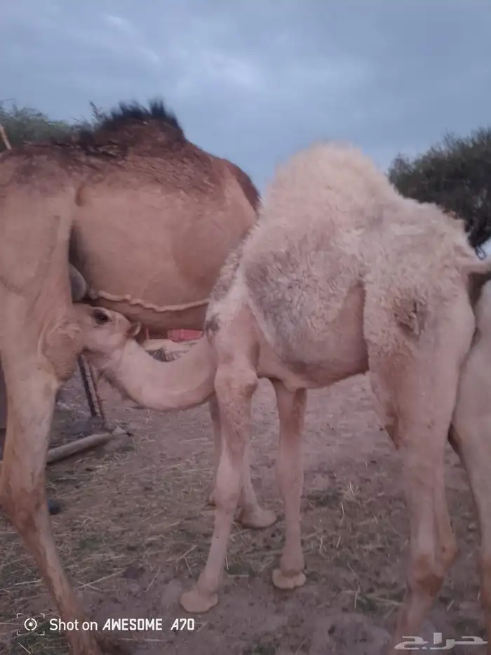 قعودين على حليب امهاتها 4