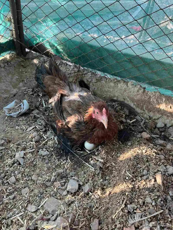 دجاج باكستاني سندي 5