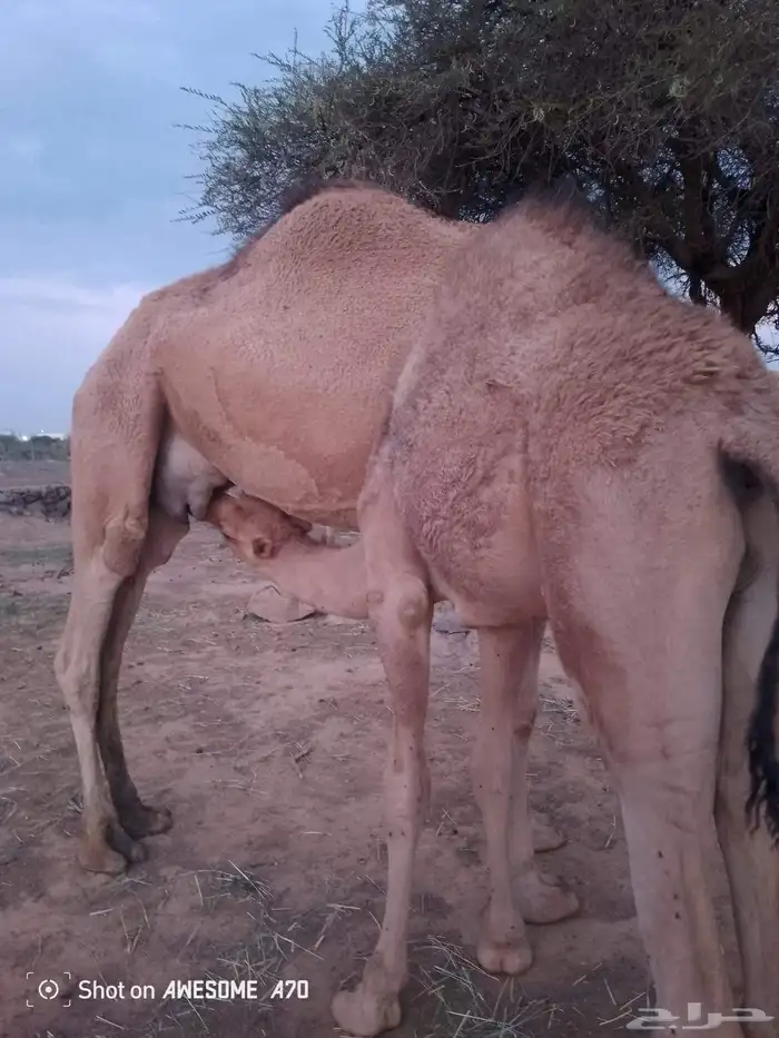 قعودين على حليب امهاتها 0