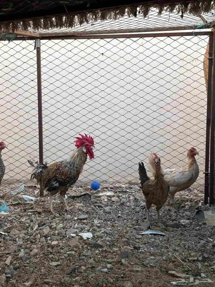 للبيع دجاج 3