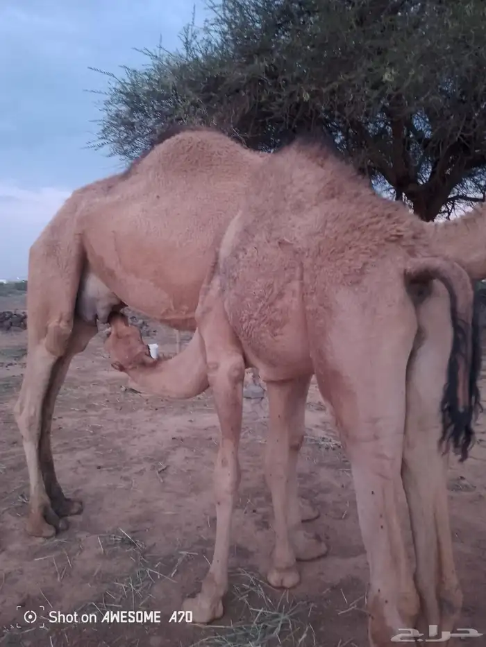 قعودين على حليب امهاتها 2