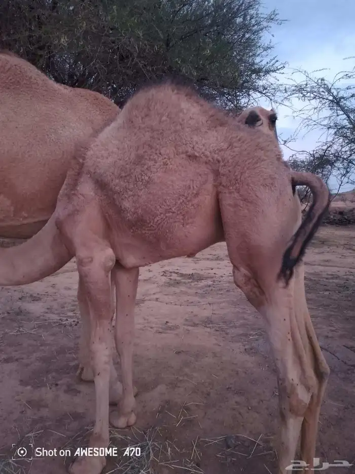 قعودين على حليب امهاتها 1