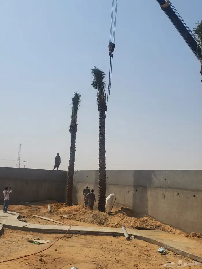 لبيع وشراء جميع انواع. النخيل فروخ وجثايث عربي وواشنطني 4