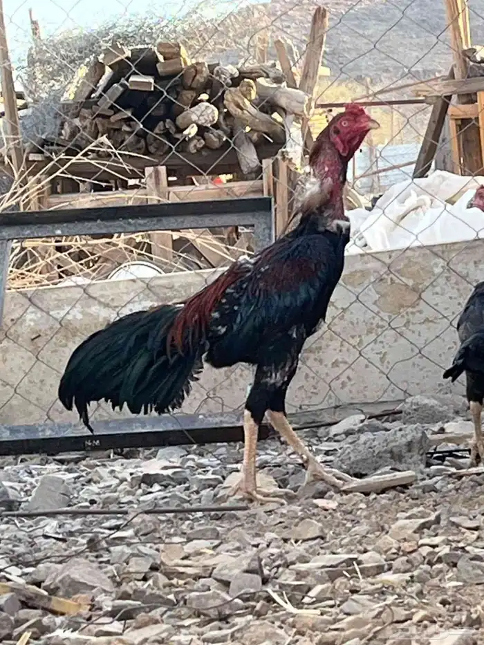 دجاج باكستاني سندي 4