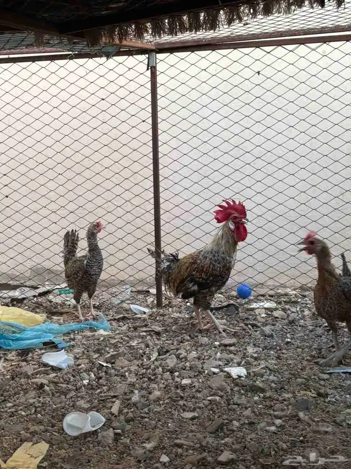 للبيع دجاج 4