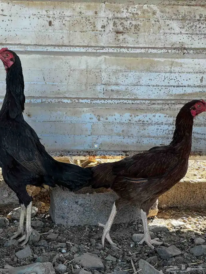 دجاج باكستاني سندي 0