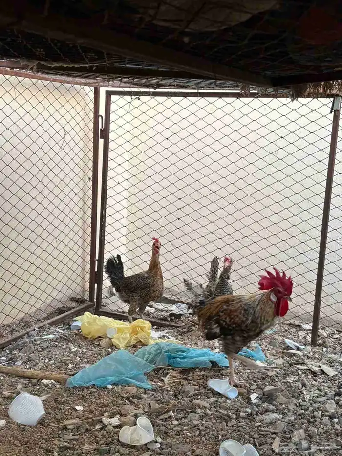 للبيع دجاج 1